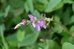 Plancia ëd Desmodium pringlei S. Watson