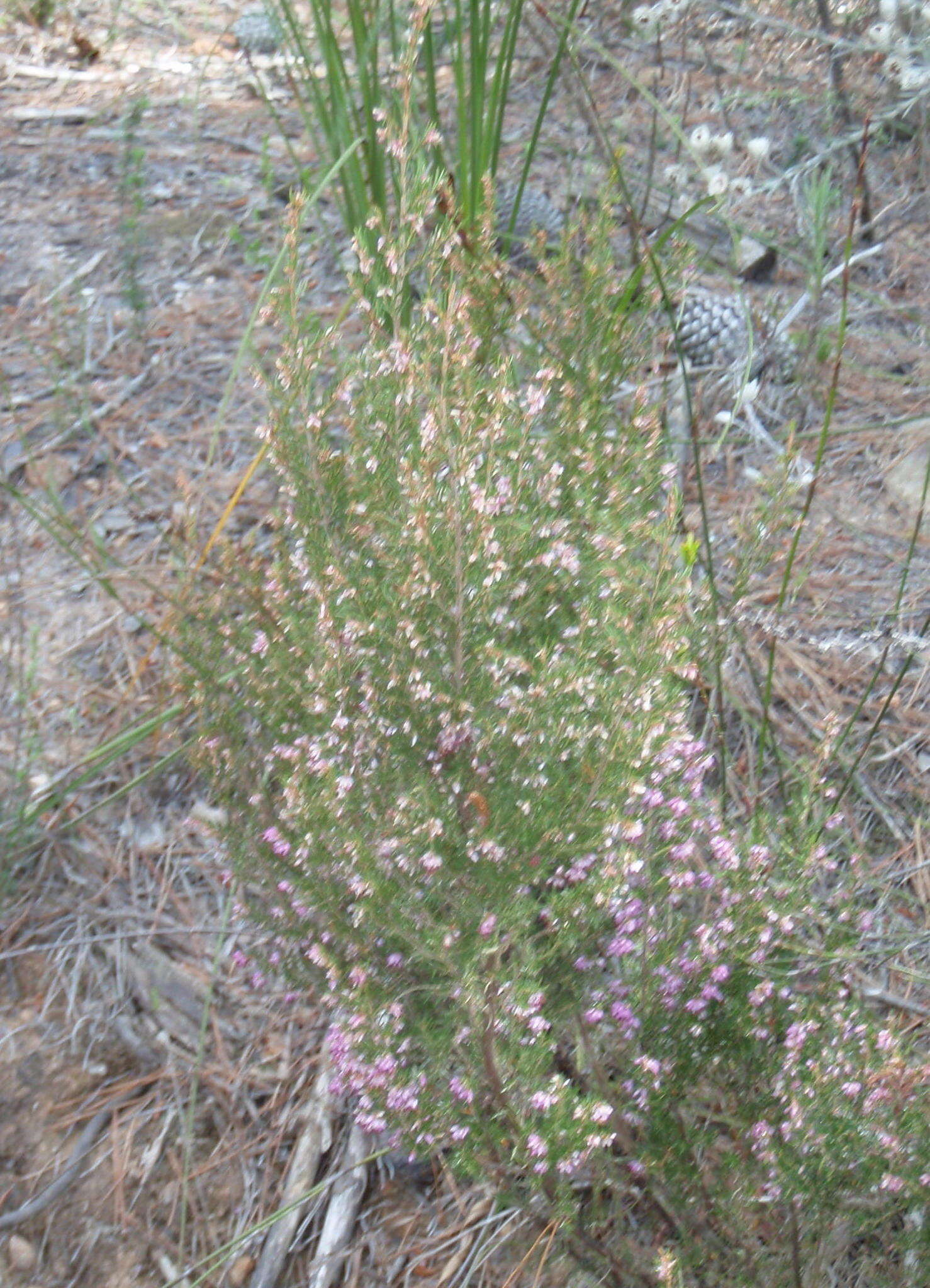 Image of Erica quadrifida (Benth.) E. G. H. Oliver