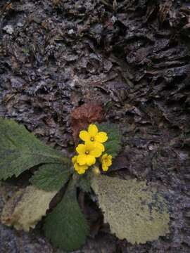 Plancia ëd Primula floribunda Wall.