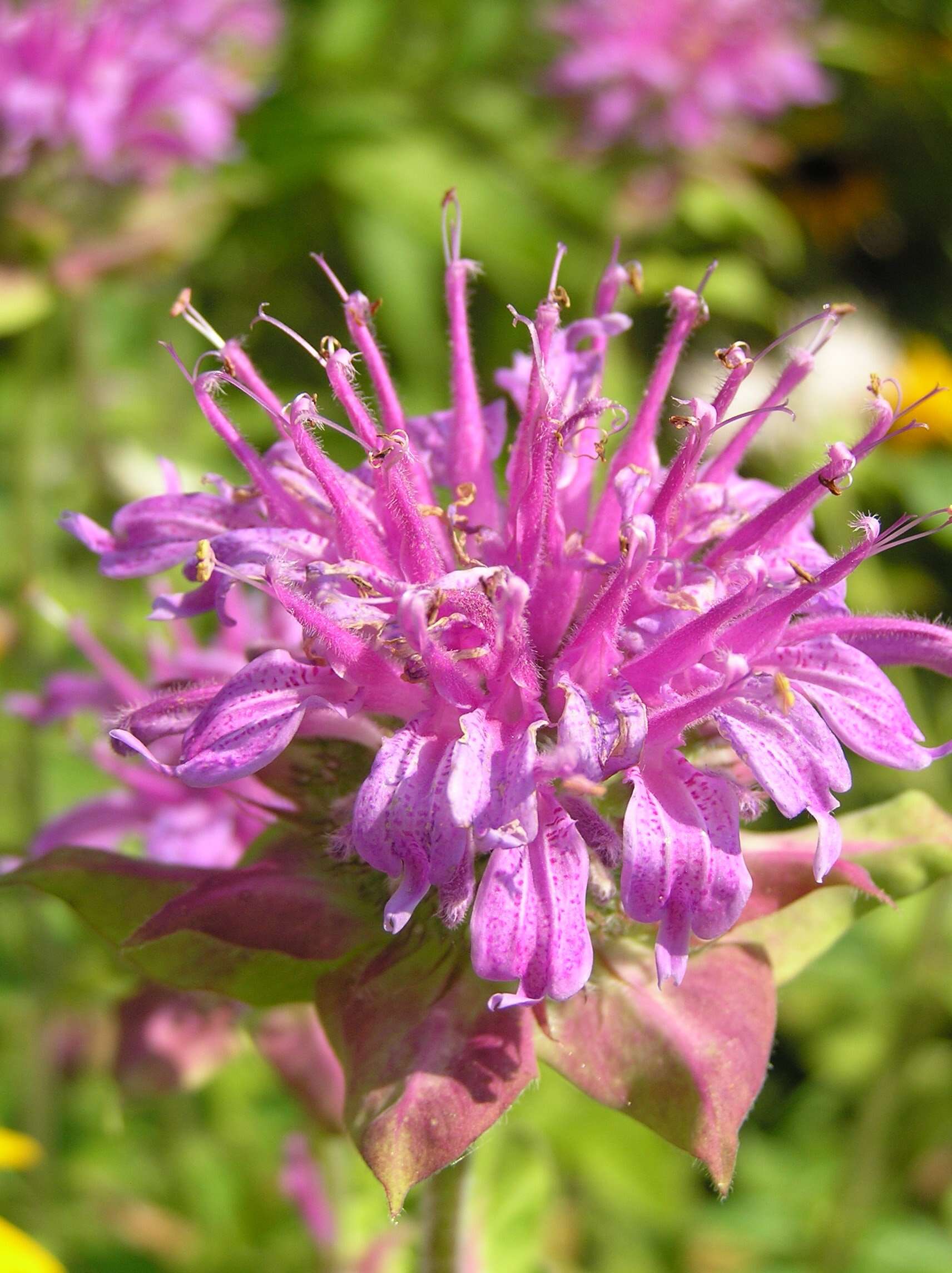 Image of scarlet beebalm