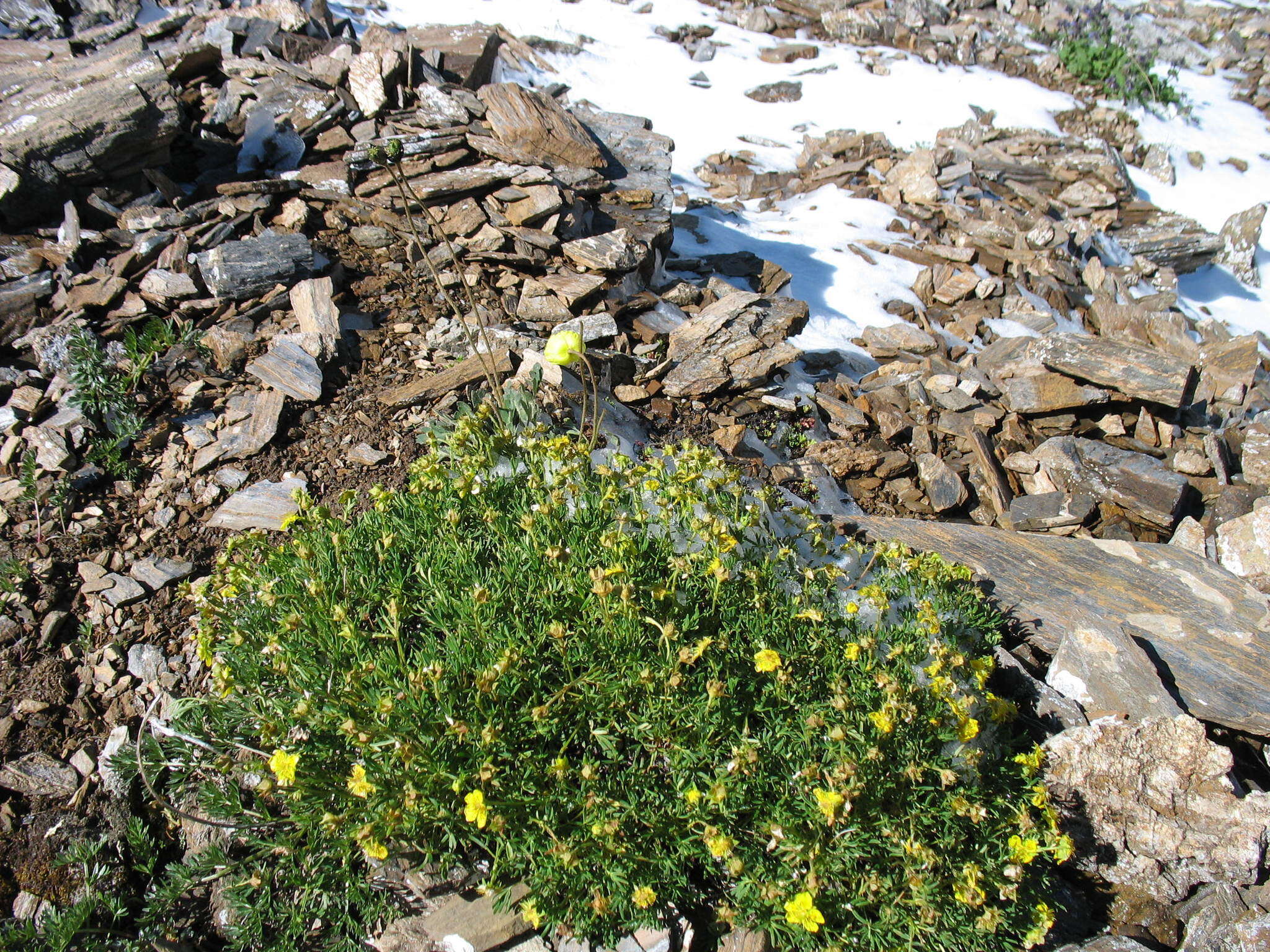 Imagem de Potentilla biflora Willd. ex Schltdl.