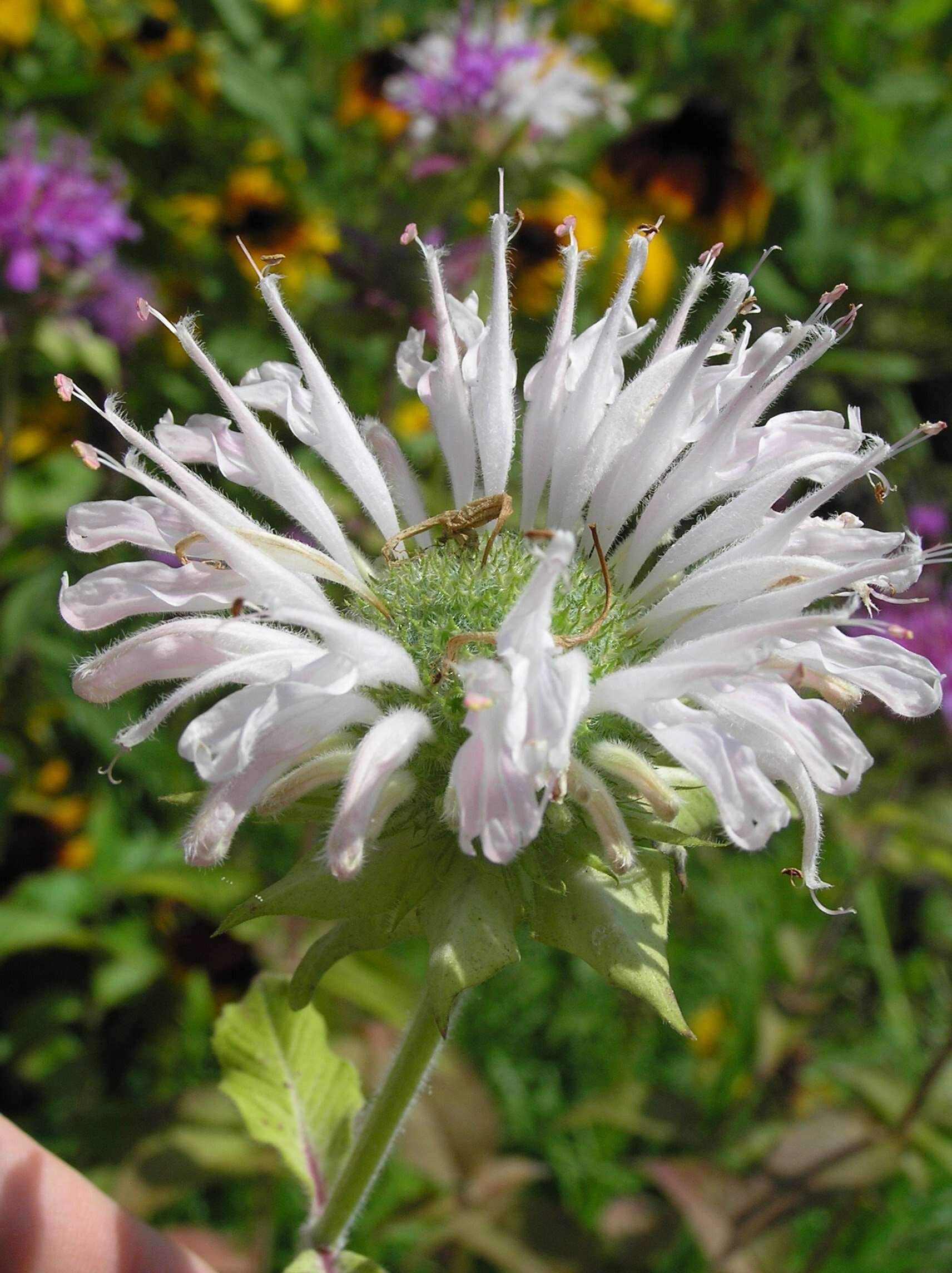 Image of scarlet beebalm