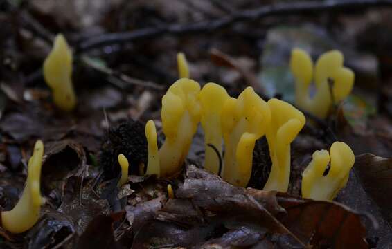 Image of Spathularia flavida Pers.