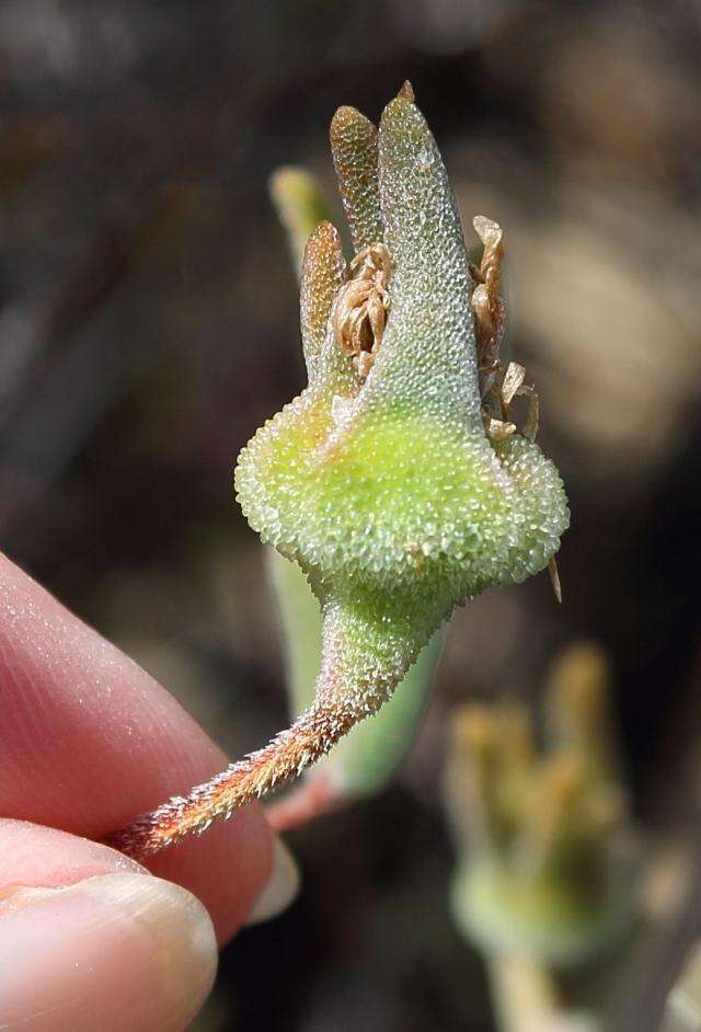 Image of Drosanthemum giffenii (L. Bol.) Schwant. apud Jacobsen