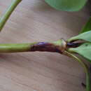 Image of Coprosma shoot borer moth