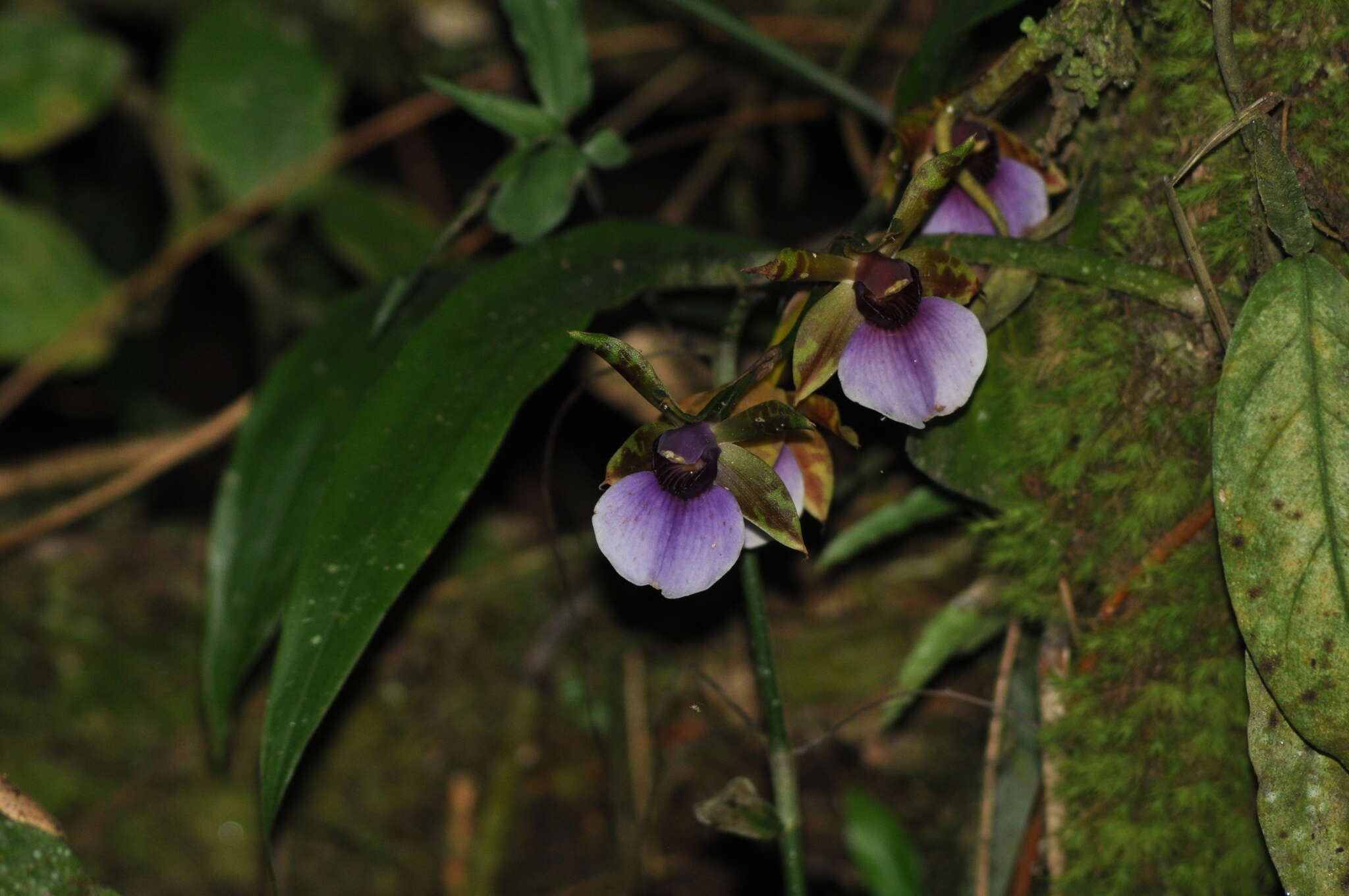 Image of Zygopetalum maxillare G. Lodd.