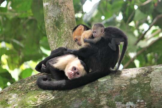 Image of Panama capuchin monkey