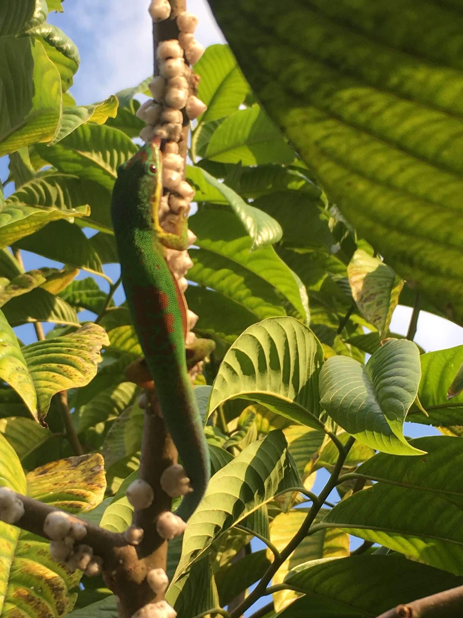 Plancia ëd Phelsuma lineata Gray 1842