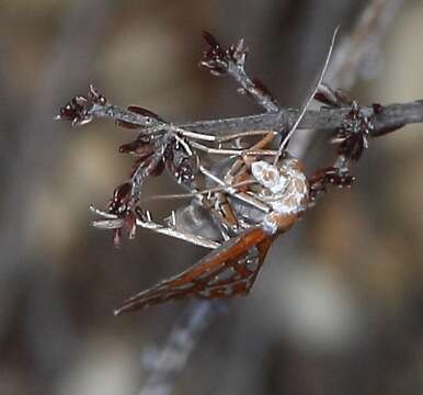 صورة Argyrophora trofonia Cramer 1779