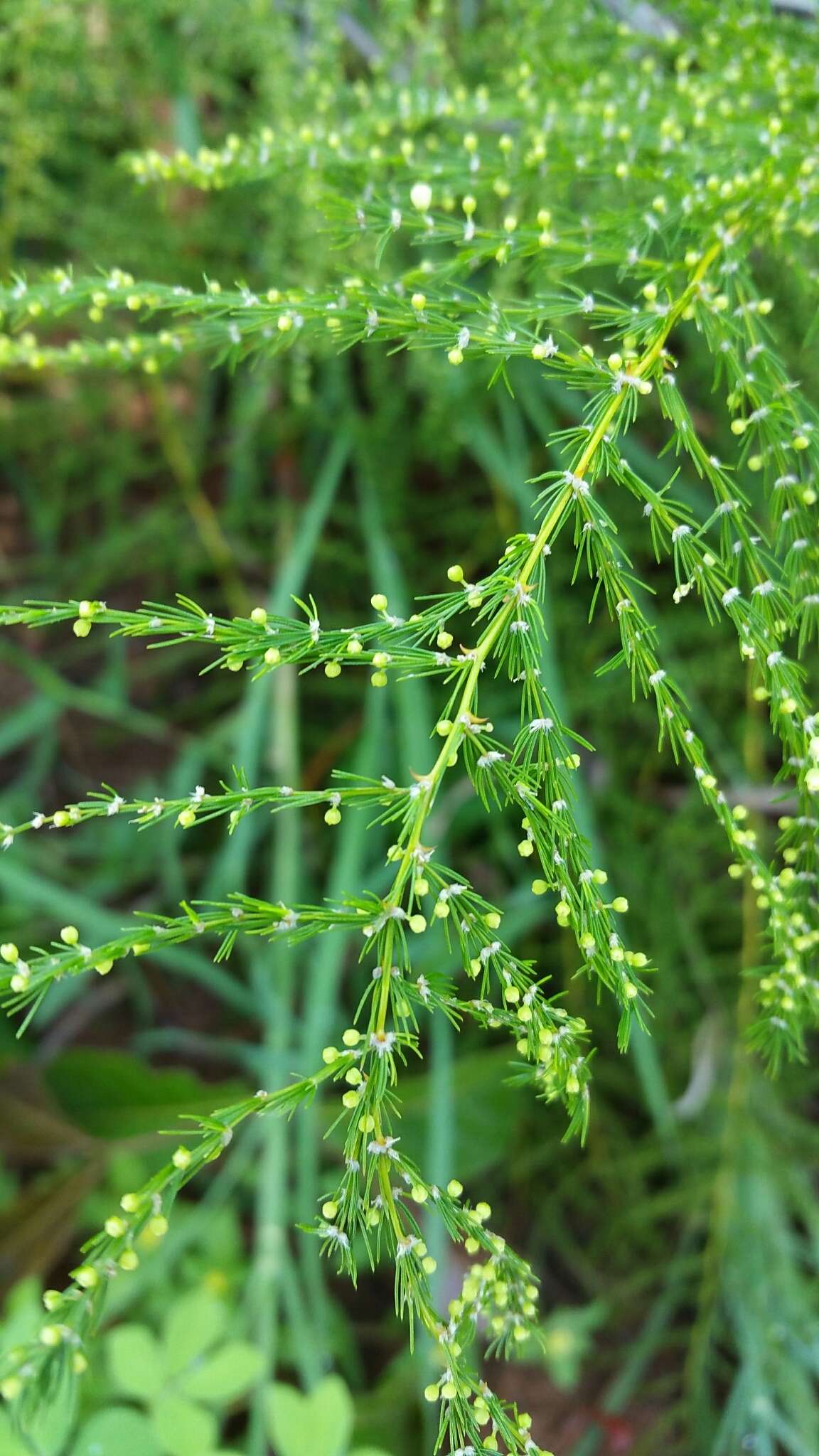 Image of Asparagus vaginellatus Bojer ex Baker