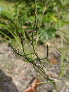 Image de Polygonella articulata (L.) Meisn.