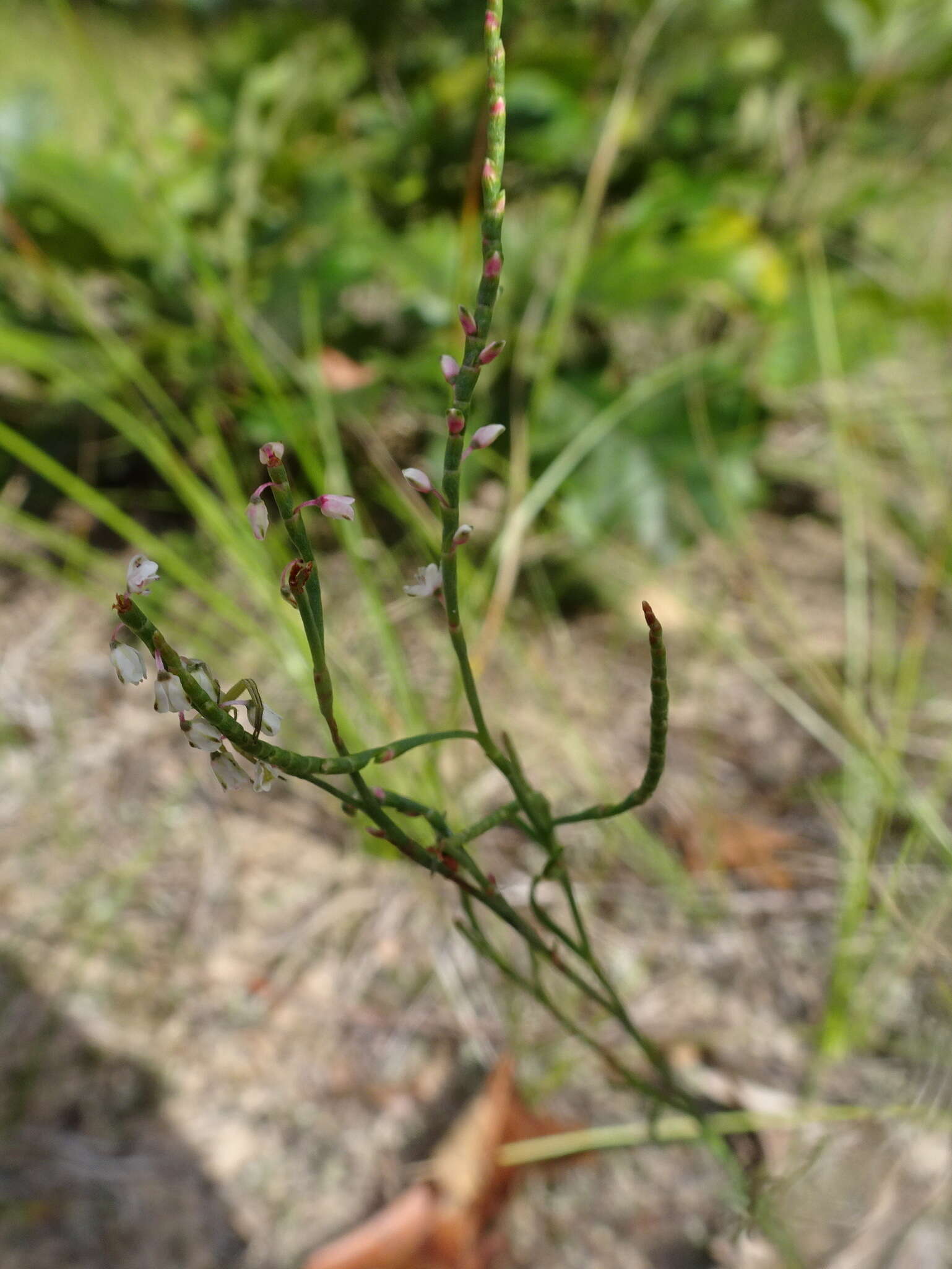 Image de Polygonella articulata (L.) Meisn.