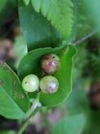 Commelina leiocarpa Benth.的圖片