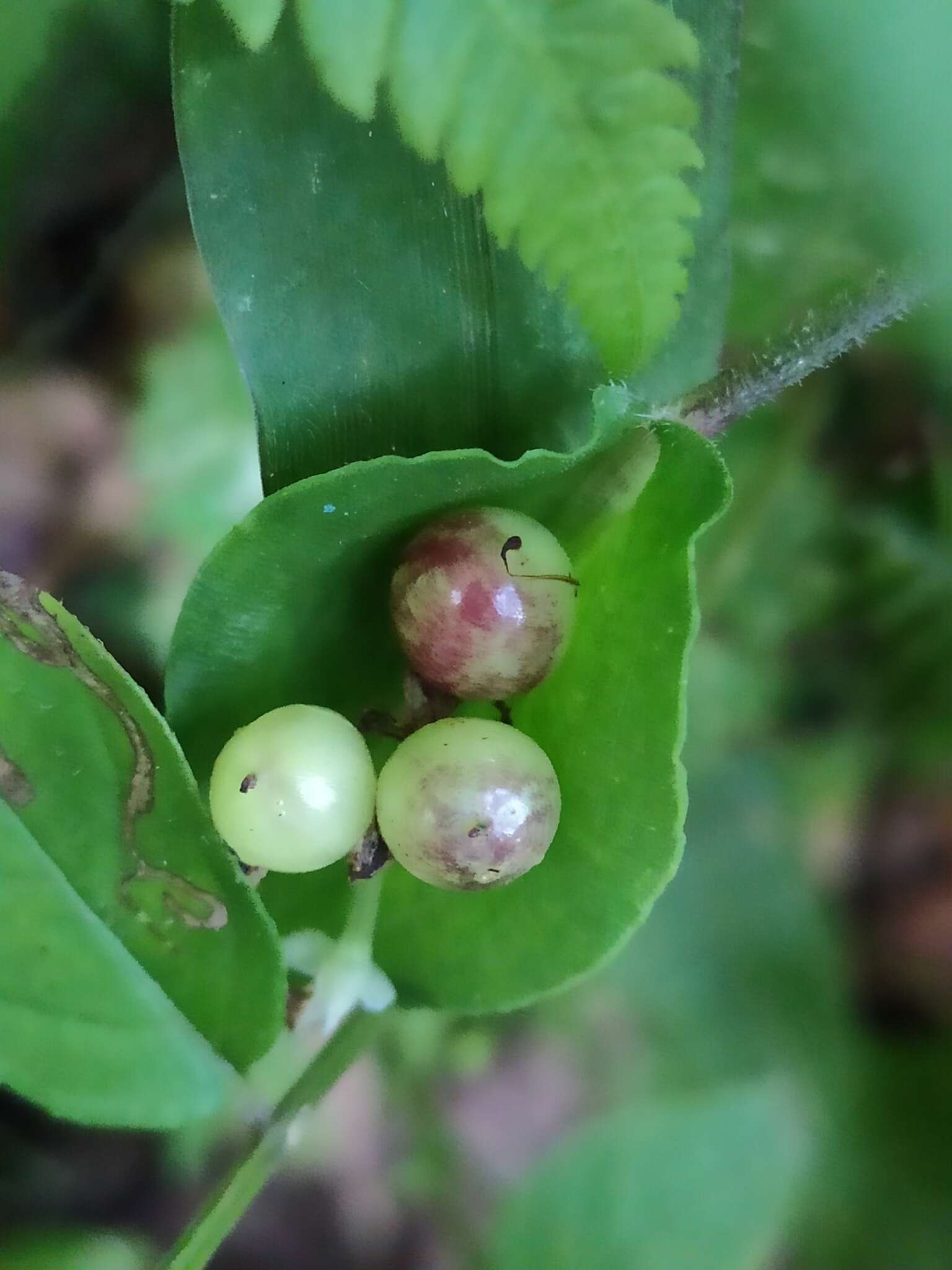 Commelina leiocarpa Benth.的圖片