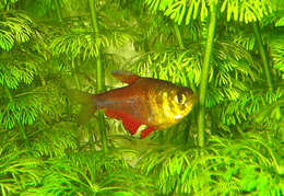 Image of Flame tetra