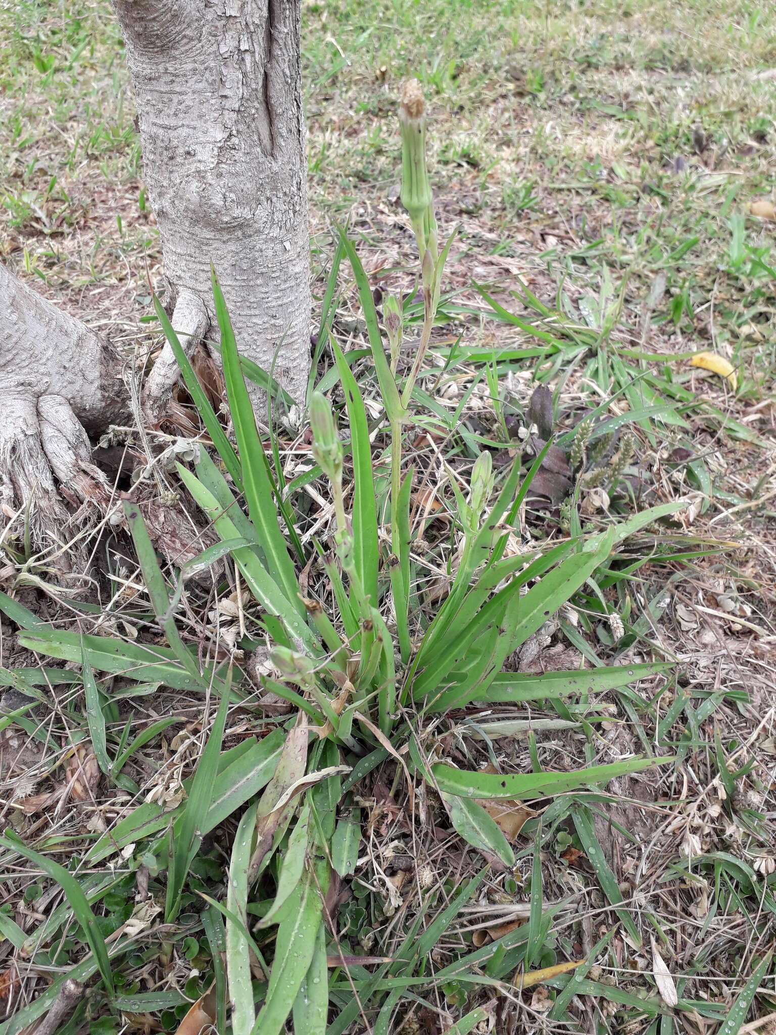 Image of Picrosia longifolia D. Don
