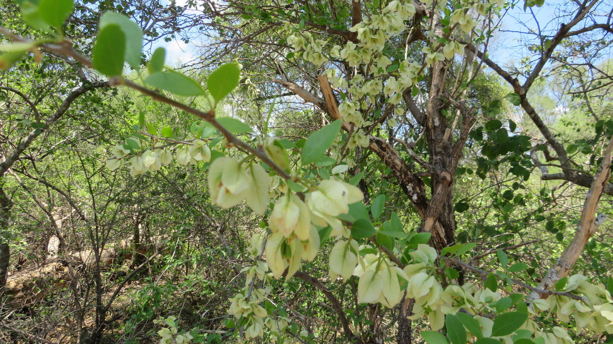 Bougainvillea campanulata Heimerl resmi