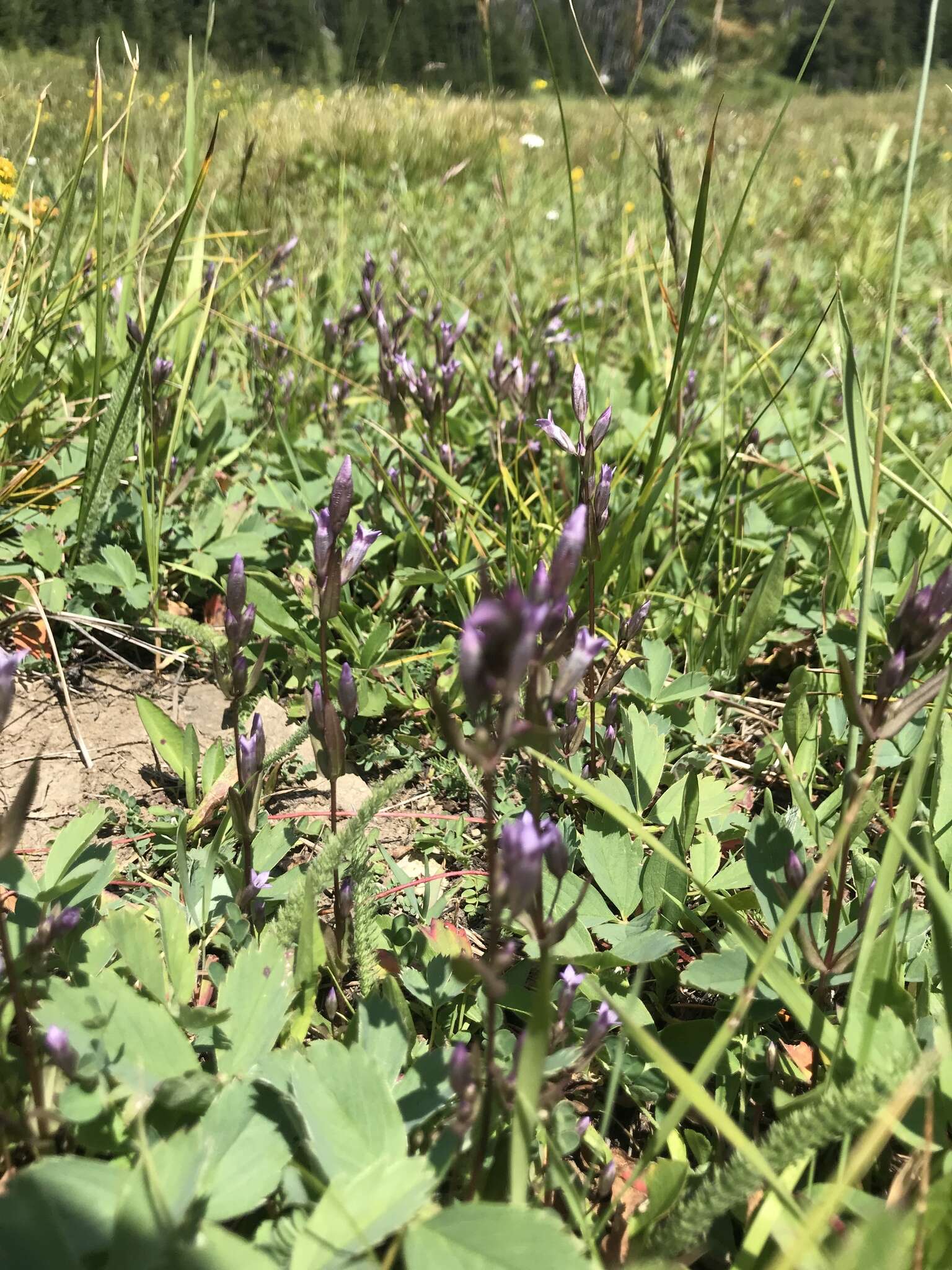 Image of autumn dwarf gentian