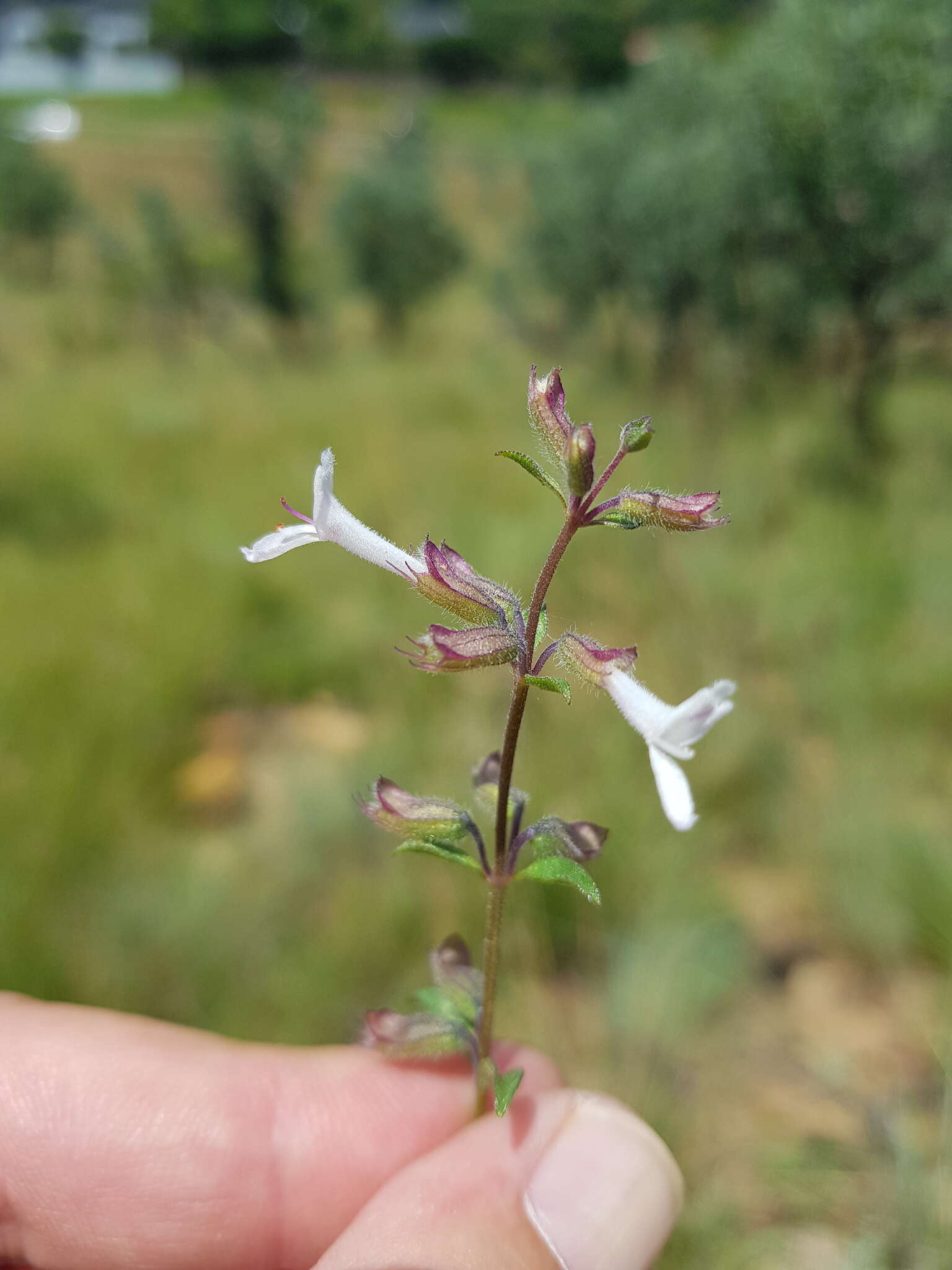 Image of Syncolostemon pretoriae (Gürke) D. F. Otieno