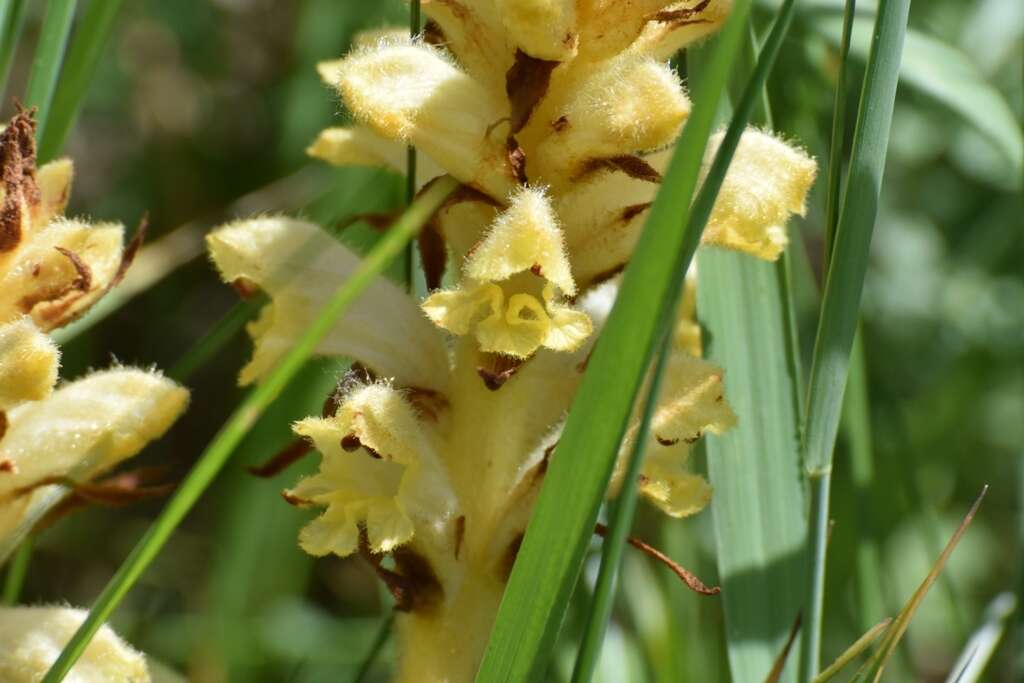 Imagem de Orobanche caryophyllacea Sm.