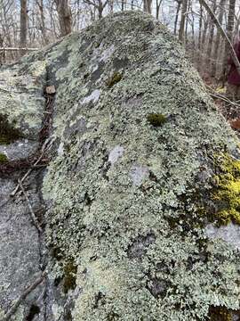 Image of Hutchins' ulota moss