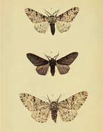 Image of peppered moth