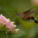 Macroglossum gyrans Walker 1856 resmi