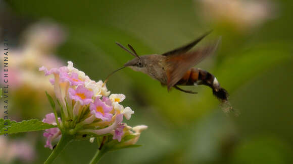 Macroglossum gyrans Walker 1856 resmi