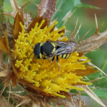 Image of Pseudoanthidium scapulare (Latreille 1809)