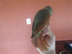 Image of Chestnut-winged Foliage-gleaner