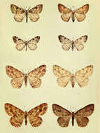 صورة Ectropis crepuscularia Schiffermüller 1775