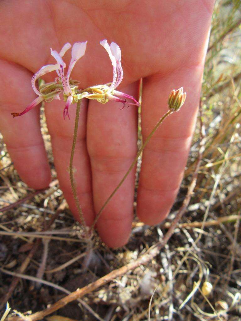 Image of Pelargonium ternifolium P. J. Vorster