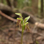 Plancia ëd Townsonia viridis (Hook. fil.) Schltr.