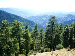 Image of Deodar cedar