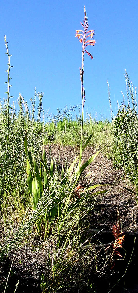 Слика од Watsonia fourcadei J. W. Mathews & L. Bolus