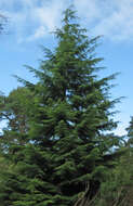 Image of western hemlock