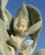 Plancia ëd Atriplex longitrichoma H. C. Stutz, G. L. Chu & S. C. Sanderson