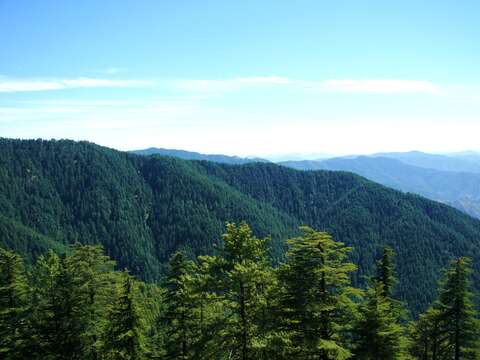 Image of Deodar cedar