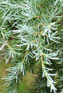 Image of Mountain Hemlock