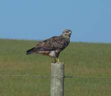 Imagem de Buteo buteo vulpinus (Gloger 1833)