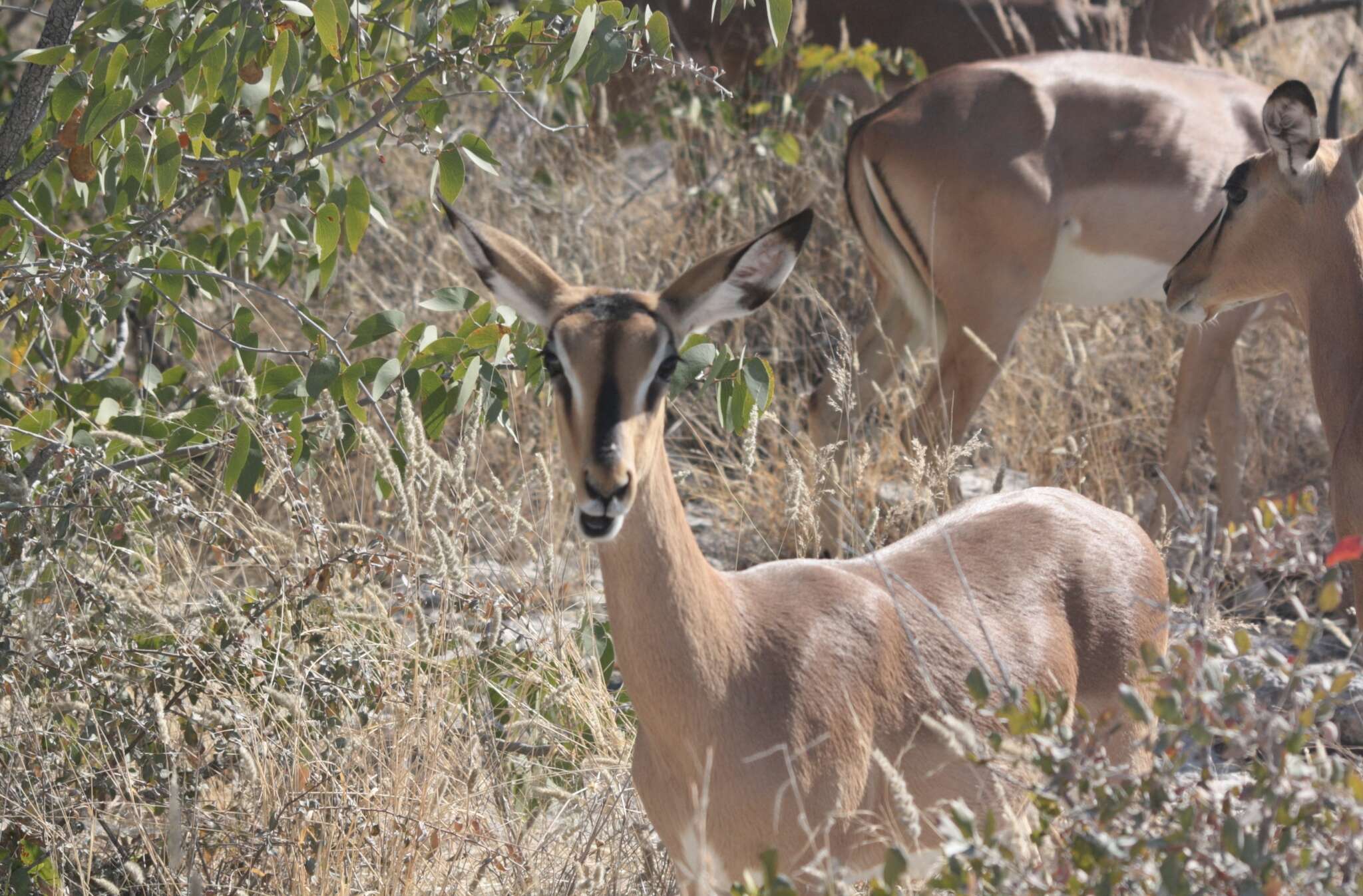 Image of Black-faced Impala