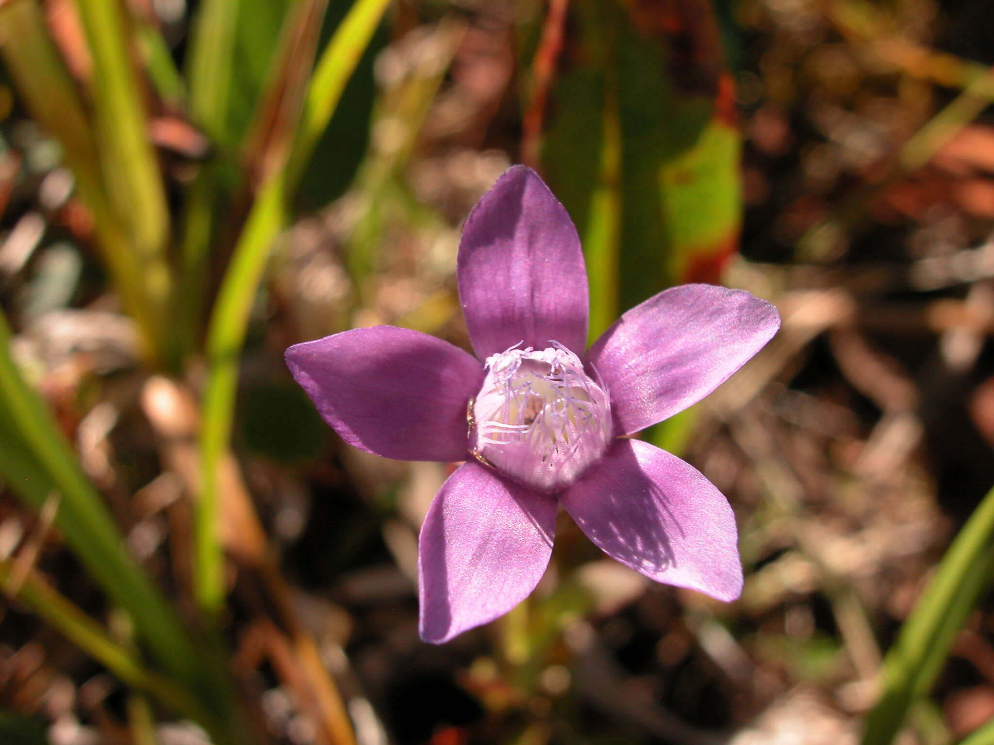 صورة Gentianella auriculata (Pall.) J. M. Gillett