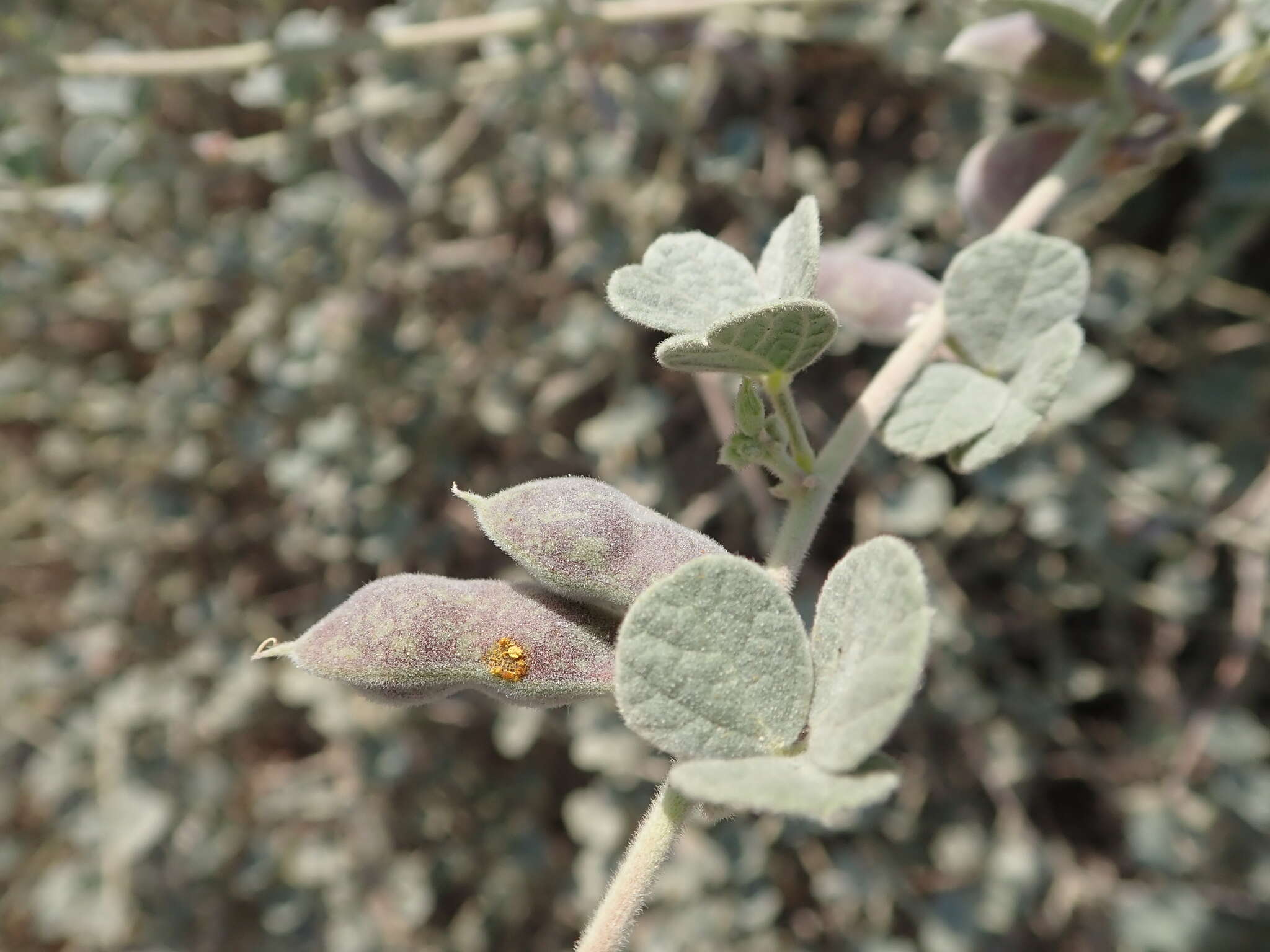 Слика од Rhynchosia schimperi Boiss.