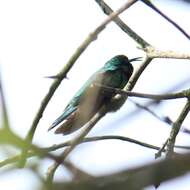 Image of Green Violet-ear