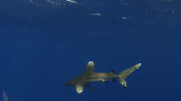 Image of Oceanic Whitetip Shark