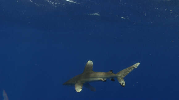 Слика од Carcharhinus longimanus (Poey 1861)