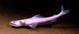 Image of deep-sea lizardfishes