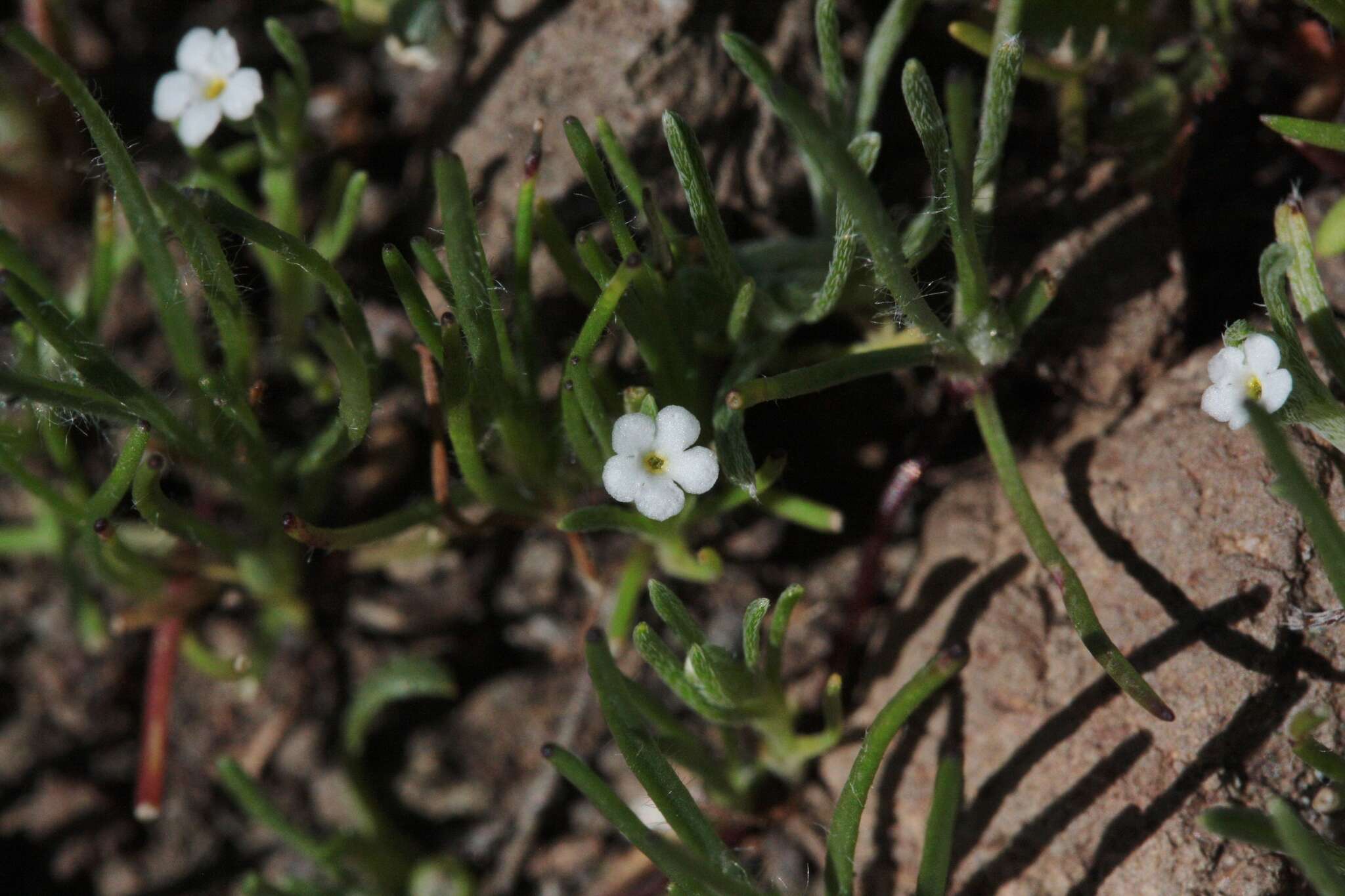 Image of sagebrush combseed