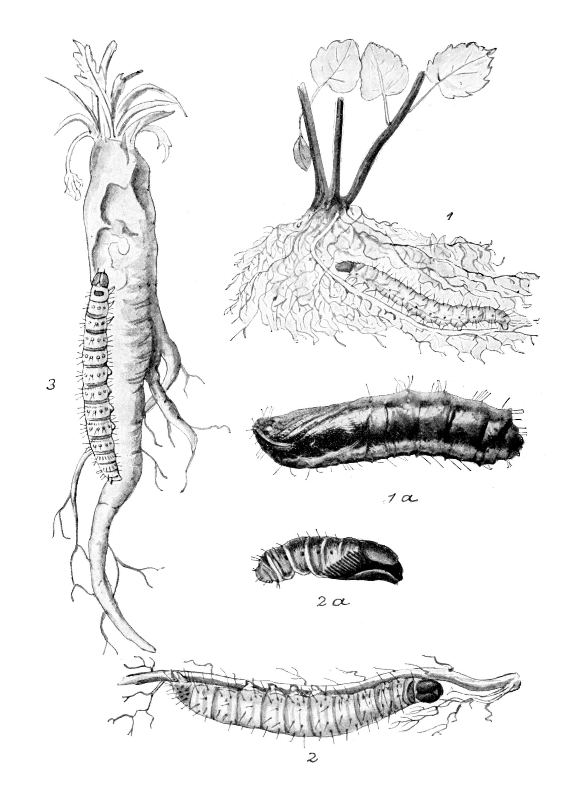 Image of Hepialus