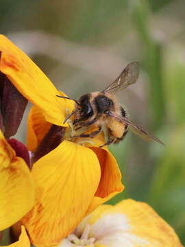 Image of Andrena flavipes Panzer 1799